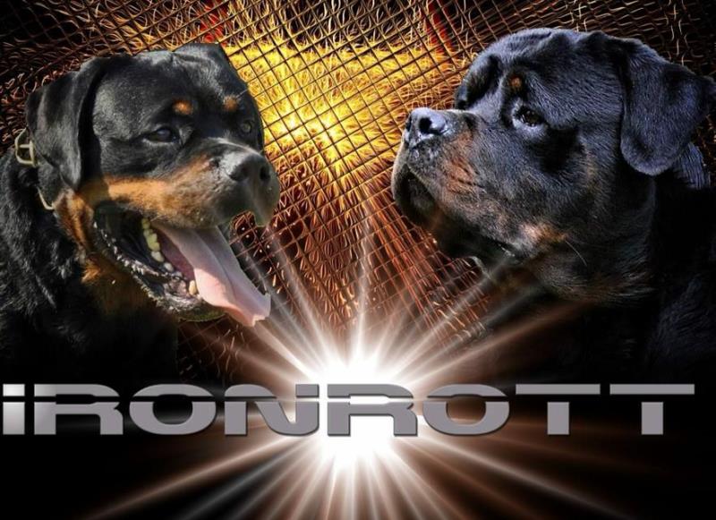 Rottweilers Aron and Moro