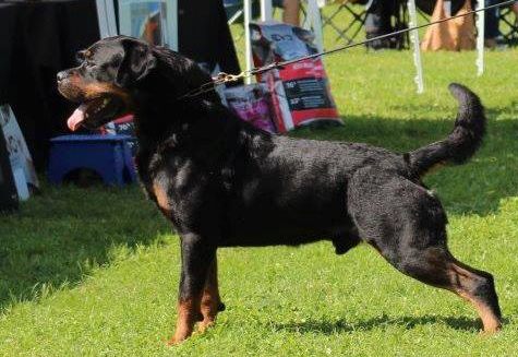 champion rottweiler for sale